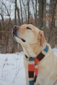 dog luxury scarf fb pic